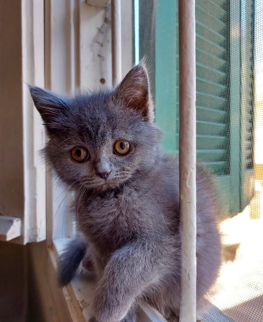 Rosie the British Shorthair kitten